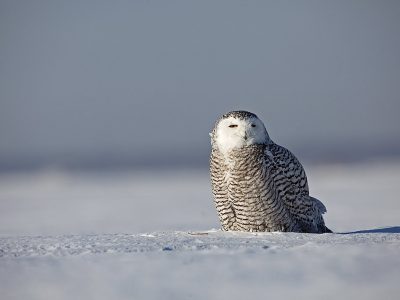 phoca_thumb_l_TS9675