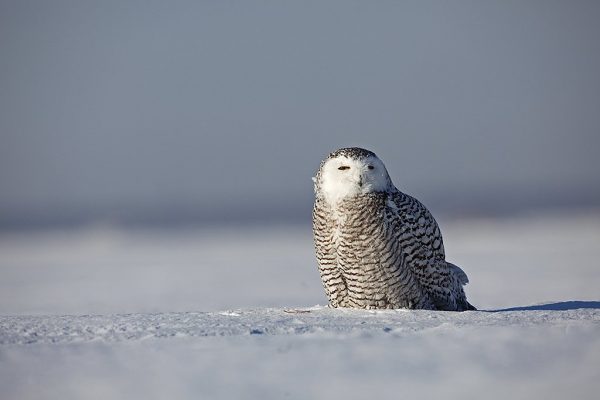 phoca_thumb_l_TS9675