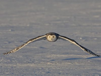phoca_thumb_l_TS9676