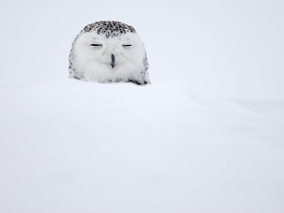 phoca_thumb_l_TS9683