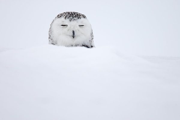 phoca_thumb_l_TS9683