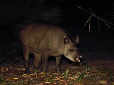 phoca_thumb_l_Tapir_natt