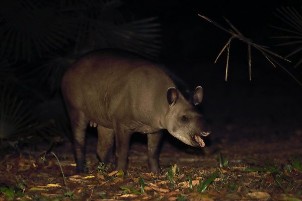 phoca_thumb_l_Tapir_natt