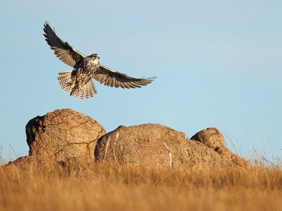 phoca_thumb_l_Tartarfalk_B7A2133