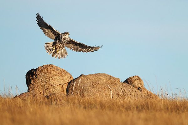 phoca_thumb_l_Tartarfalk_B7A2133