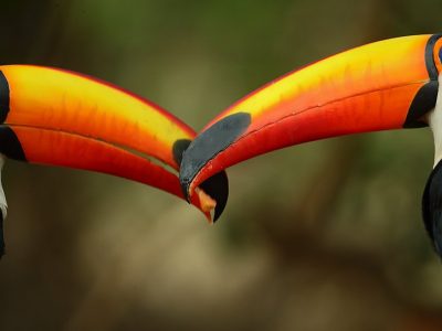 phoca_thumb_l_Tukan-par