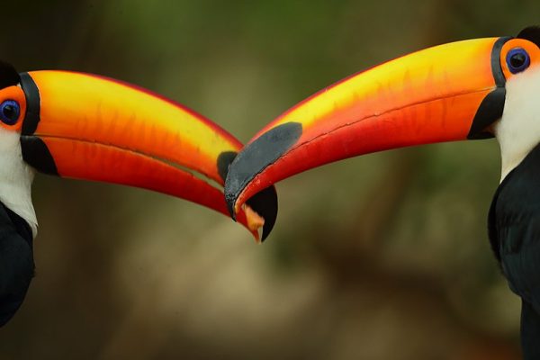 phoca_thumb_l_Tukan-par
