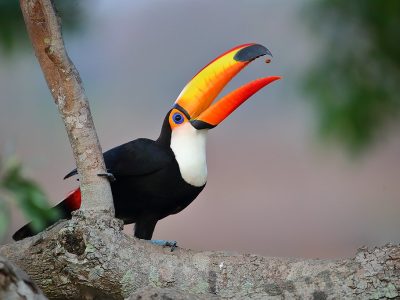 phoca_thumb_l_Tukan_portrett