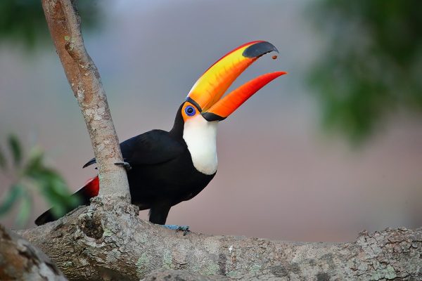 phoca_thumb_l_Tukan_portrett