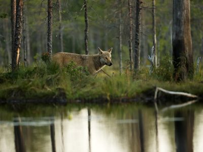 phoca_thumb_l_Ulv_ved_tjernet