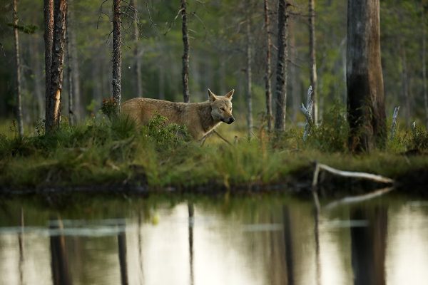 phoca_thumb_l_Ulv_ved_tjernet