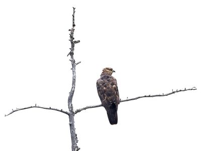 phoca_thumb_l_Vepsevak