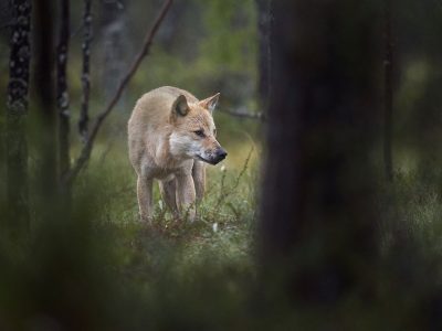 phoca_thumb_l_alfa_hann_i_skogen-