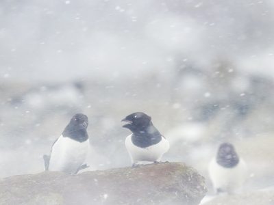 phoca_thumb_l_alkekonge_red_ned-_DSC1988
