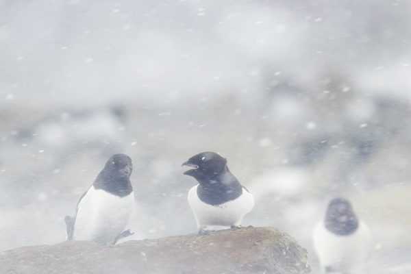 phoca_thumb_l_alkekonge_red_ned-_DSC1988