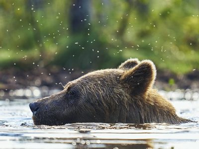 phoca_thumb_l_badene_bjrn_72-_DSC2766