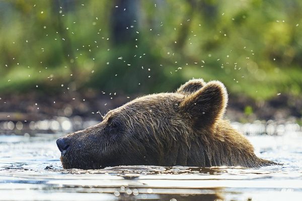 phoca_thumb_l_badene_bjrn_72-_DSC2766