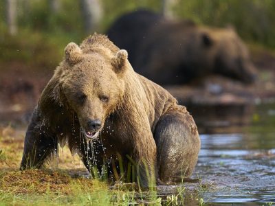 phoca_thumb_l_badene_bjrn_72-_DSC6910