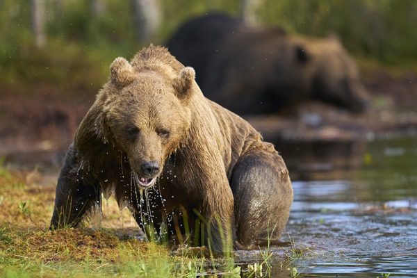 phoca_thumb_l_badene_bjrn_72-_DSC6910