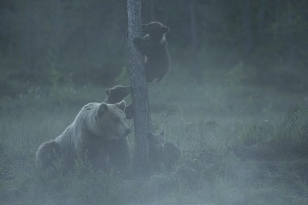 phoca_thumb_l_bjorn_9594