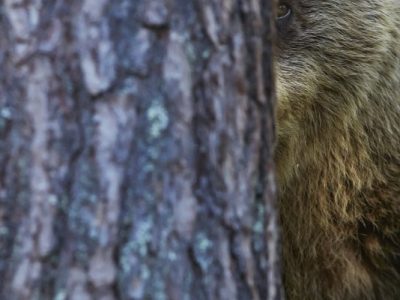 phoca_thumb_l_bjorn_skog0184