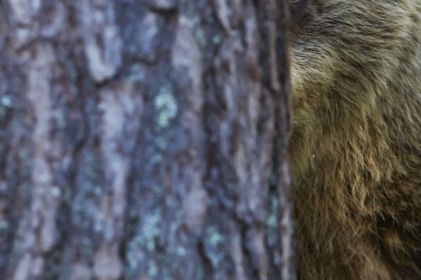 phoca_thumb_l_bjorn_skog0184