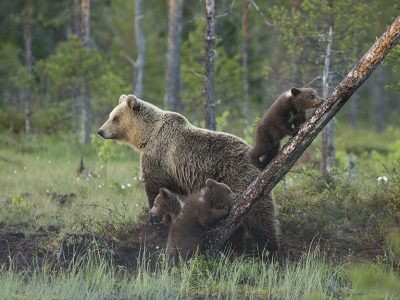 phoca_thumb_l_bjornunger8787