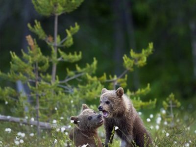 phoca_thumb_l_bjrn_unger_face_baard_nett_DSC5083