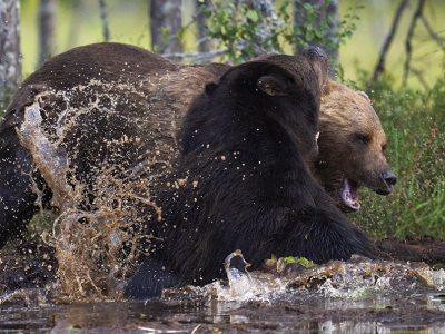 phoca_thumb_l_bjrnekamp_1024-_DSC7035
