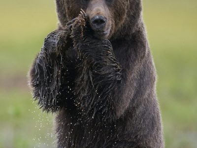 phoca_thumb_l_brunbjorn_pa_to-