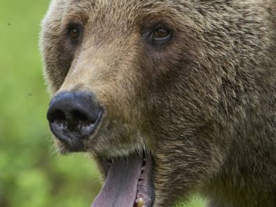 phoca_thumb_l_brunbjrn-_DSC5520