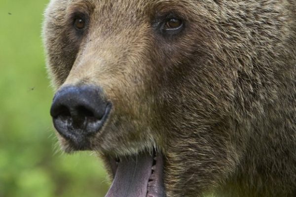 phoca_thumb_l_brunbjrn-_DSC5520