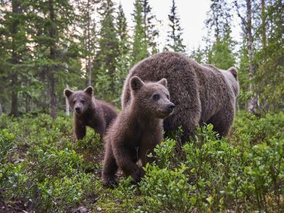 phoca_thumb_l_brunbjrn-_DSC6121