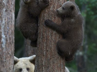 phoca_thumb_l_brunbjrn-_DSC7350