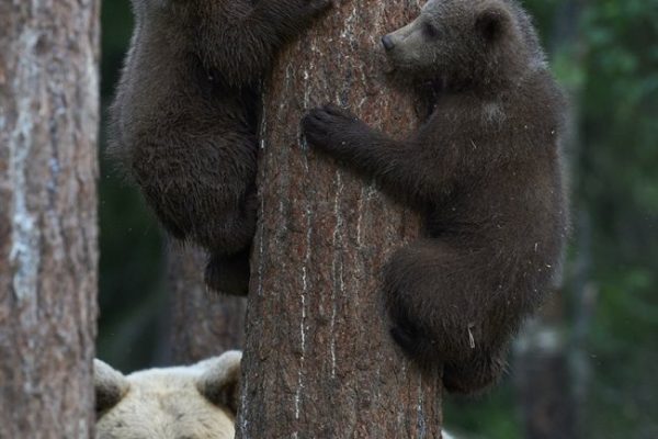 phoca_thumb_l_brunbjrn-_DSC7350