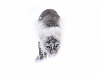 phoca_thumb_l_fjellrev-_DSC0219