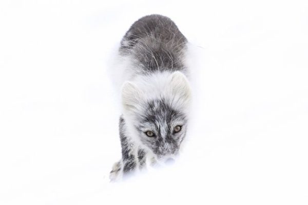 phoca_thumb_l_fjellrev-_DSC0219