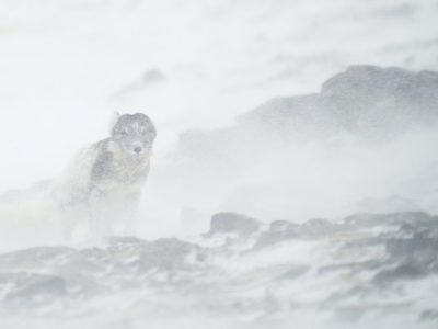 phoca_thumb_l_fjellrev_sno-__DSC2452