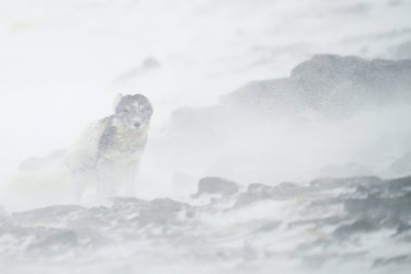 phoca_thumb_l_fjellrev_sno-__DSC2452