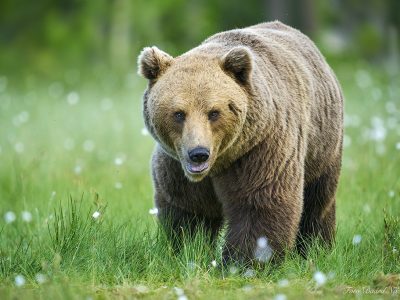 phoca_thumb_l_han_bjrn_face_baard_nett_DSC5171