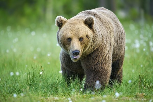 phoca_thumb_l_han_bjrn_face_baard_nett_DSC5171