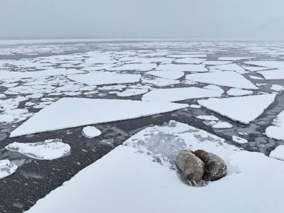 phoca_thumb_l_hvalross_redigert-DJI_20240519120706_0046_D