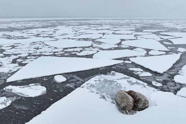 phoca_thumb_l_hvalross_redigert-DJI_20240519120706_0046_D