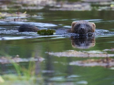phoca_thumb_l_jerv_72-_DSC5802