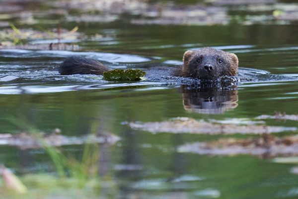 phoca_thumb_l_jerv_72-_DSC5802