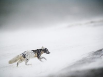 phoca_thumb_l_polarfox_baard-_DSC2719