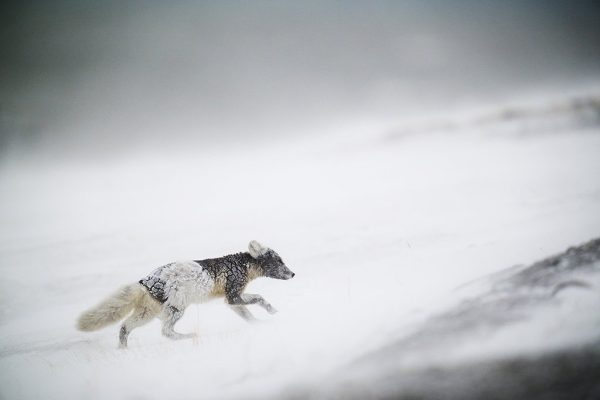 phoca_thumb_l_polarfox_baard-_DSC2719