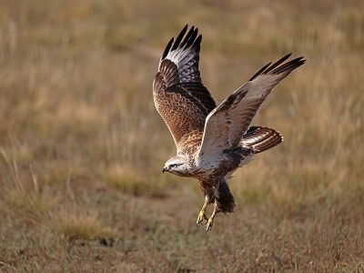 phoca_thumb_l_rnvak_B7A4959