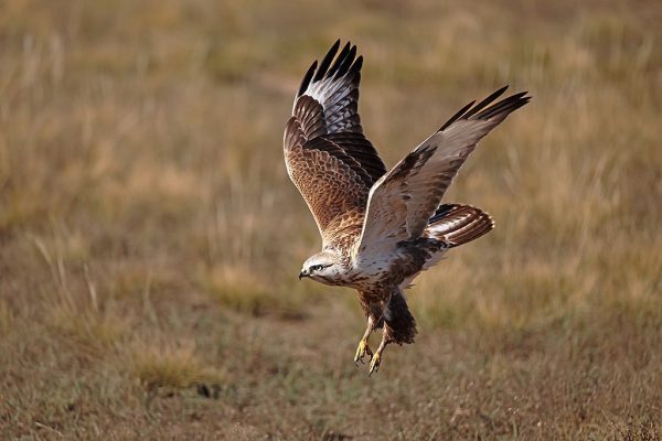 phoca_thumb_l_rnvak_B7A4959