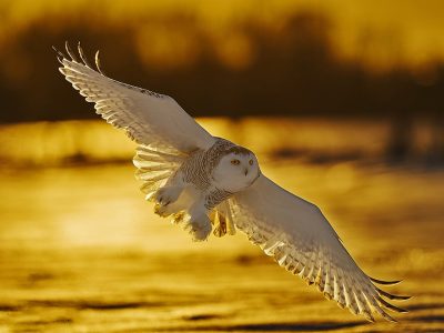 phoca_thumb_l_snugle_flukt__backlight-